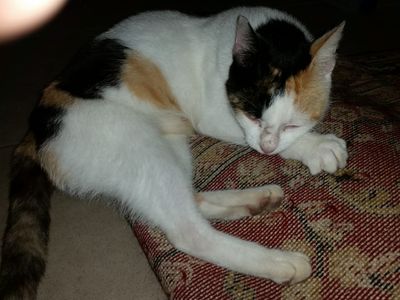 Montsoriu just found, resting on carpet